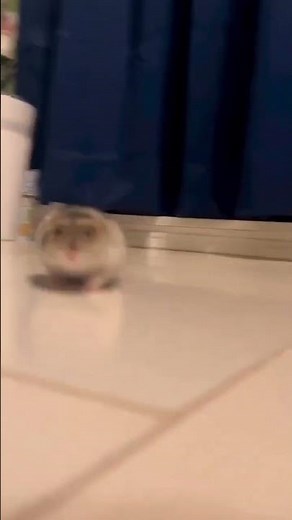 hamster explodes meme