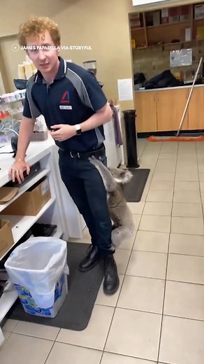 Just a normal day in Australia! 🐨 #reels #koala #koalas #australia #wildlife #cuteanimals #furryfriends | In The Know Now