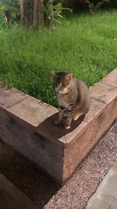 Cat Thanks to a friend of our page for sharing | Singapore Atrium Sale