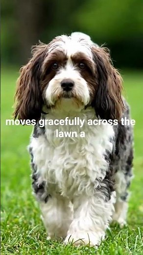 Parti-color (mixed colors) Havanese ‪@GlobalDogBreeds‬