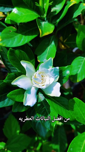 ‏#زراعة_النباتات #النباتات_المنزلية #مشاتل #النجف #حدائق_المنازل
