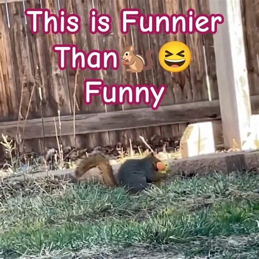Squirrel & Squeaky Toy CAUGHT on Camera, Good Grief