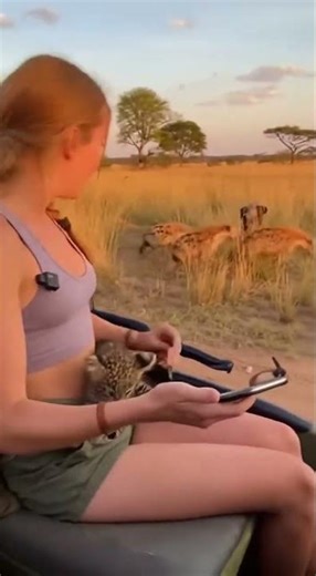 Huge Leopard Leaps Onto Safari Car… Then Leaves Its Baby 🐆 🥺#animals #funnyanimals #wildlife