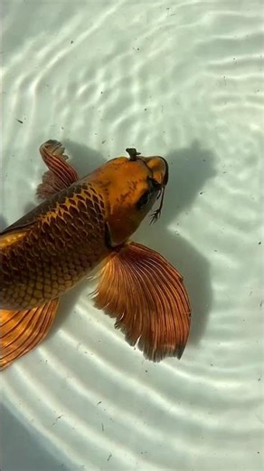 Unbelievable! Real-Life Rainbow Fish Caught on Camera!”