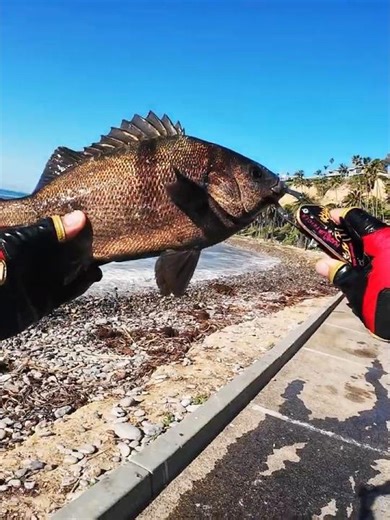Fishing at White Point Beach | 화이트 포인트 비치 낚시 #shorts #fishing #socalfishing #낚시 #벵에돔 #미국