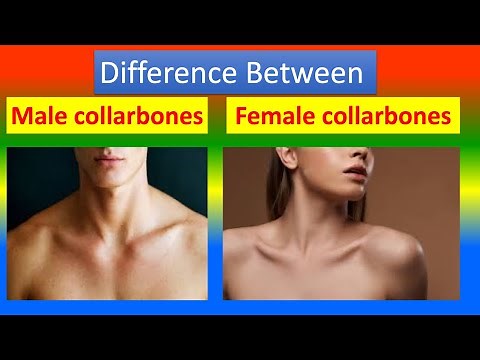 Difference Between Male Collar Bones and Female Collar Bones