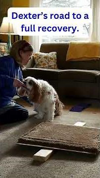 🐶🩺 Metronidazole Side Effects in Dogs: Dexter's Recovery from Loss of Mobility to Full Recovery 💊