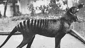 Have Tasmanian tigers been 'spotted' on the NSW North Coast?
