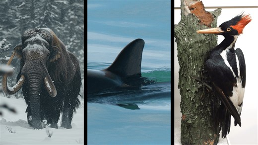 Colossal Biosciences Launches $50 Million Foundation To Halt Extinction Crisis