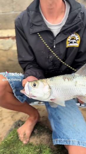 Tarpon Fishing Adventures: Tips and Techniques