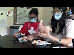 Anatomy and Surgical Techniques: Dissecting Chicken Legs