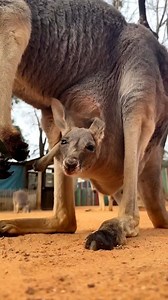 734K views · 11K reactions | ماں جیسی ہستی کا دنیا میں کوئی نعم البدل نہیں Mother's Love for Kangaroo Baby | TS Knowledge TV Dairy and Agri Care | Facebook