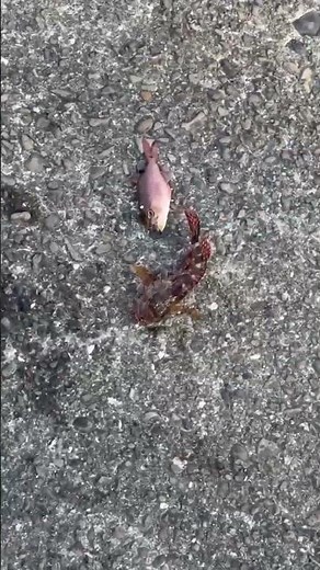 久しぶりにガシラ（カサゴ）が釣れました。数年前まで堤防から竿を出せば、こればっかりだったのに、近年一気に減りました。5月26日火曜日