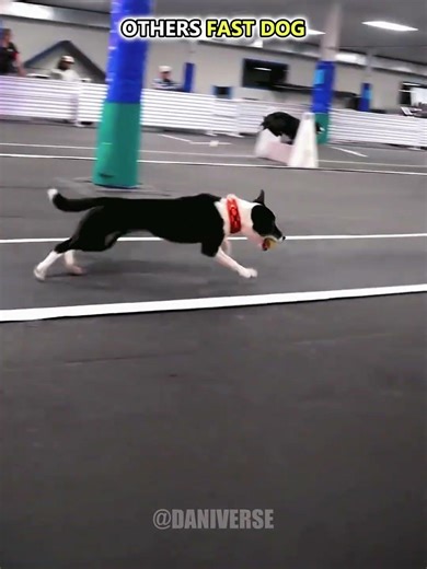 Normal dogs run VS King of Speed 💀 #shorts