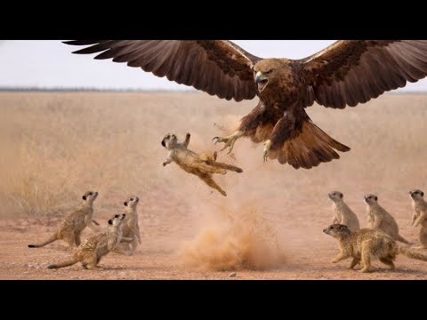 WILDLIFE Survival: Mongooses vs Cobra, Eagle & Hyena | Real African Nature