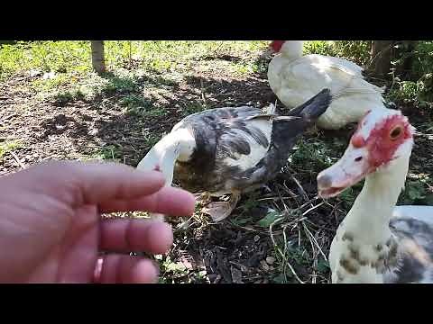 If Your Duck has Trouble Breathing: ACT FAST!