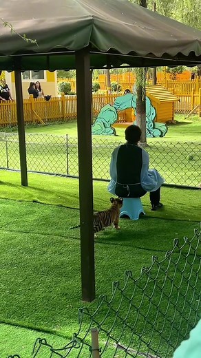 Cute Baby Tiger Moments That Will Make You Smile