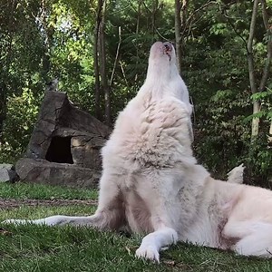 The best howls are shared with friends ❤ #standforwolves | Wolf Conservation Center
