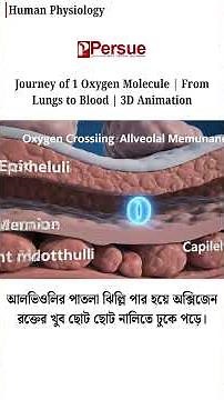What Happens When You Breathe? Alveoli Function & Oxygen Uptake