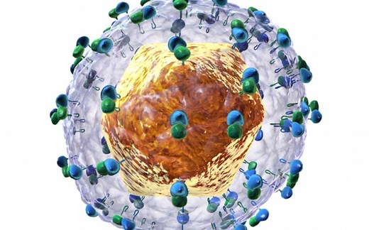 丙肝病毒(HCV)的生活史