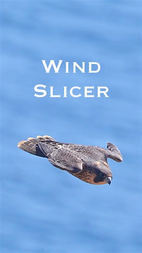 Sukhjot Singh on Instagram: "Wind Slicer This young peregrine was performing high speed dives like a pro, despite having fledged just days ago. I love how pronounced the alula (thumb feathers) are on this young one, and how it uses them to control the speed and direction of the dive. Such fascinating birds! #peregrinefalcon #falcon #birdvideos #wildlifevideos #birdofprey #inflight #birdsofprey #wildlifephotography #wildlifefilmmaking"