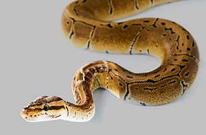 Bangkok: Schlangen in Toiletten verbreiten Angst und Schrecken