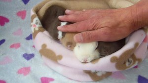 Mrs. Hedgehog says "I like to introduce rabbits who never met before in a very gentle can caring environment. Cream Puff please meet my kits". | The Rabbit Haven