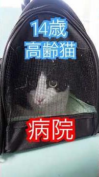 高齢猫ナナちゃん、毎朝吐く原因は「胆汁嘔吐症候群」でした＃猫＃高齢猫＃猫病気#猫のいる暮らし#猫の嘔吐＃クサガメ
