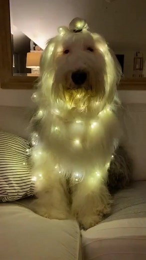 Colorful Light Emitting Dogs: A Festive Carol of the Bells