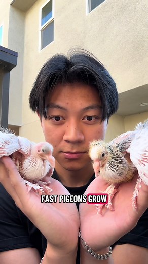 The Fascinating Growth of Baby Pigeons in the Wild