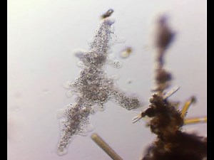 Amoeba proteus digestion