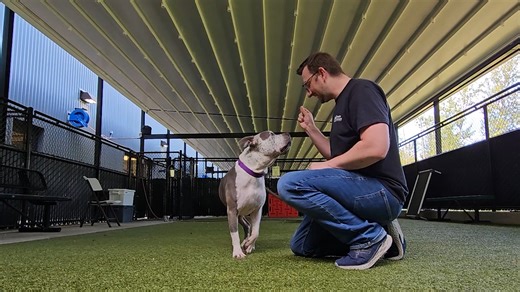 Raider originally came to Seattle Humane from Maui back in 2019 and recently found himself back at the shelter when his owners lost their housing. You can tell he was loved very much by how sweet and wiggly he is! Raider loves to play with chew toys and can keep himself busy with them for hours. He’s also very affectionate and enjoys giving lots of kisses. He can be a little awkward and abrasive with other dogs, so will need to meet any prospective furry roommates here first. Raider will need a 