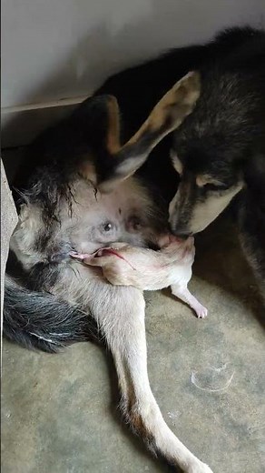 Dog giving birth