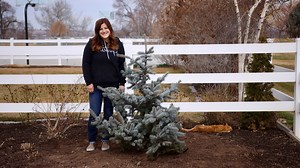 161K views · 7.3K reactions | Planting a Hoop’s Blue Spruce!  | Garden Answer | Facebook