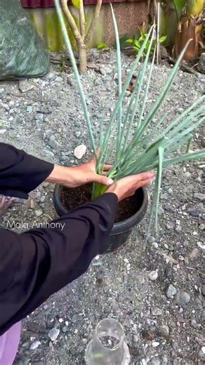 Cara agar bawang daun ngak rebahan #fyp #video #garden #vegetablegardening #gardening #farmingtools