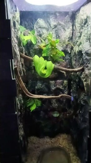 Green Tree Python Snake 🐍 #python #snake #greensnake #shorts #wild #oceanpark
