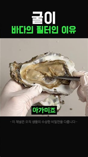 (Warning: Shocking) Why oysters are the ocean's filter [shivers] #Science #Oyster #Experiment