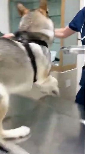 Wolf-Like Tamaskan Dog’s Viral Metal-Scraping Meltdown at the Vet