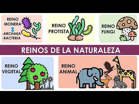 Los reinos de la naturaleza (Características y ejemplos)