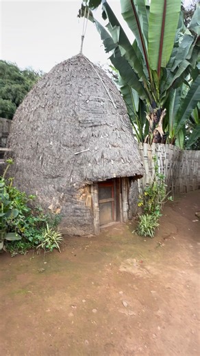 The elephant houses of the Dorze people of Ethiopia are traditional structures made of bamboo and banana leaves. They are typically ten to twelve meters high, and their conical shape resembles an elephant's head, hence their name. These houses can last for decades, and when the base deteriorates, they are trimmed from the bottom, reducing their height while maintaining a habitable structure. #inspirationofafrica | Quim Fàbregas