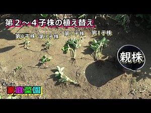 いちご苗（第２・３・４子株）植え替え！１１月の本植えに備えます！