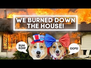 Dogs Set House on FIRE while Filming an OLYMPIC Tiktok!