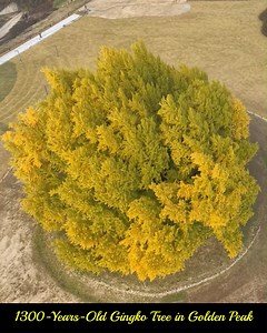 🍂✨ 1,300-Year-Old Ginkgo Tree in Golden Glory — Wonju, South Korea ✨🍂 Filmed on November 7, this breathtaking scene captures the ancient 1,300-year-old Bangaeri Ginkgo Tree (반계리 은행나무) at its golden peak 🌳💛 For over a thousand years, this majestic tree has stood tall — watching the seasons change, the world evolve, and still shining bright every autumn like pure gold under the crisp Wonju sky 🍁☀️ If you’re searching for one of Korea’s most stunning fall landscapes, this golden wonder is an u