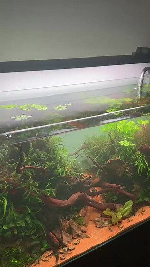 Ferts and tannins after waterchange #aquarium #fish #fishtank #fishtok #aquascape #fyp | Betta Fish