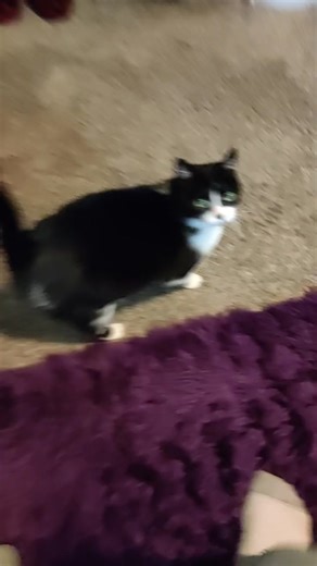 cat running original tiktok with cartoon sound effect running sound effect