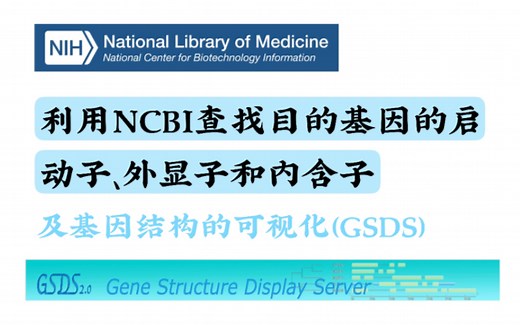 利用NCBI查找目的基因的启动子、外显子和内含子，及基因结构的可视化（GSDS）