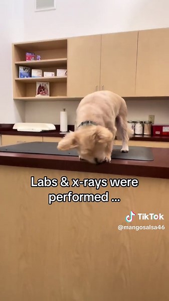 Mango's Hilarious Vet Visit: A Farting Surprise