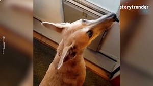 Amazing Snowfall Footage Leaves Texas Shocked By Blizzard