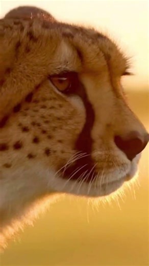 What if 10 of the fastest dogs raced a Cheetah? Don't count them out!
