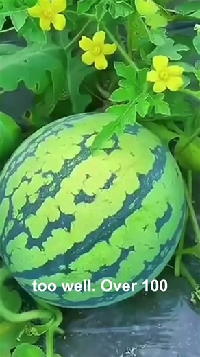Watermelons Can Explode Like a BOMB? 🍉💣